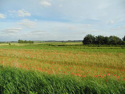 Campagne-Randers_2.jpg