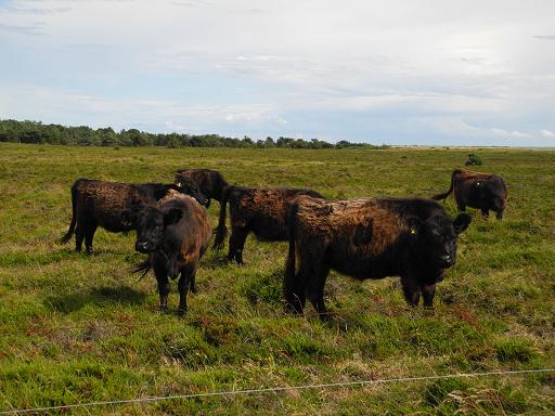 Highland-Cows.jpg