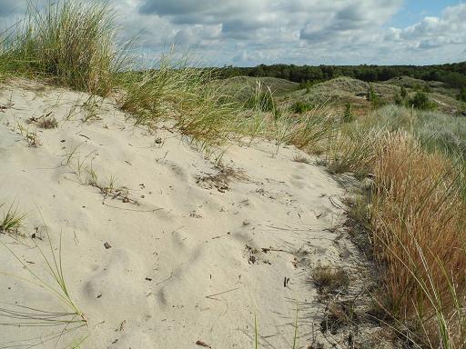 Kiltplantage-Dunes_5.jpg