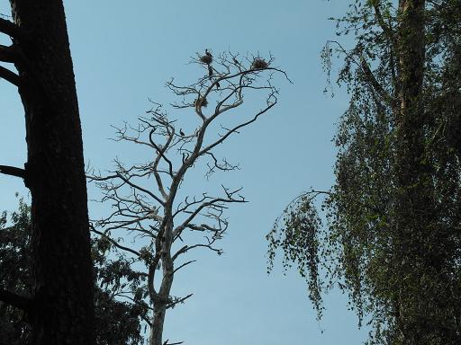 Nid_Cormorans_3.jpg