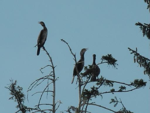 Nid_Cormorans_4.jpg