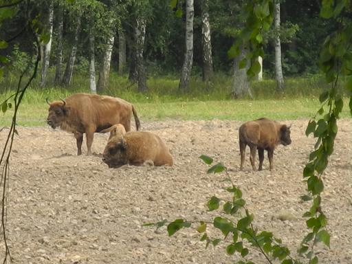 Bisons_Krekenava_2.jpg