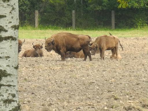 Bisons_Krekenava_5.jpg