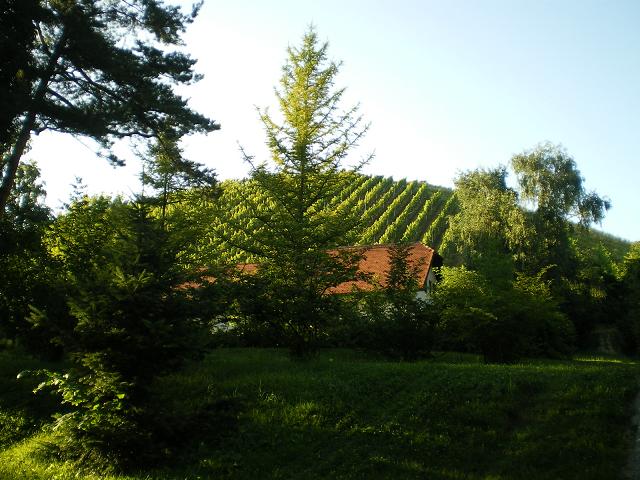 dan06-maribor_vignes_mestni_park.jpg