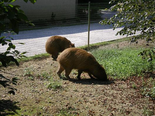 dan31-zoo_capybara.jpg