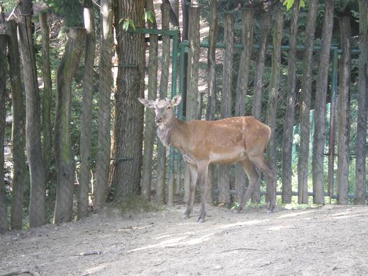 dan31-zoo_cerf.jpg