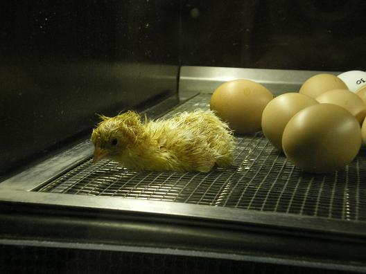 dan31-zoo_couveuse.jpg