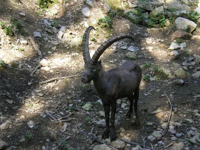 dan31-zoo_ibex_3.jpg