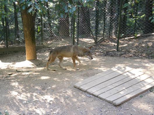 dan31-zoo_loup.jpg