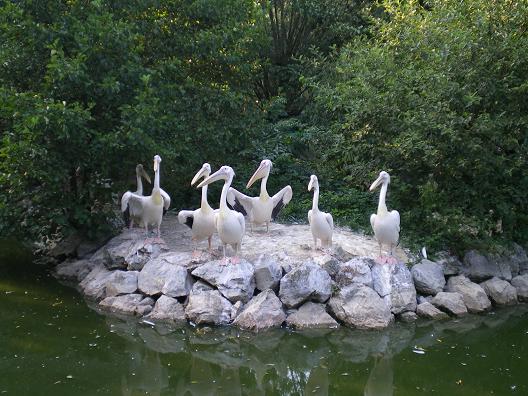 dan31-zoo_pelicans.jpg